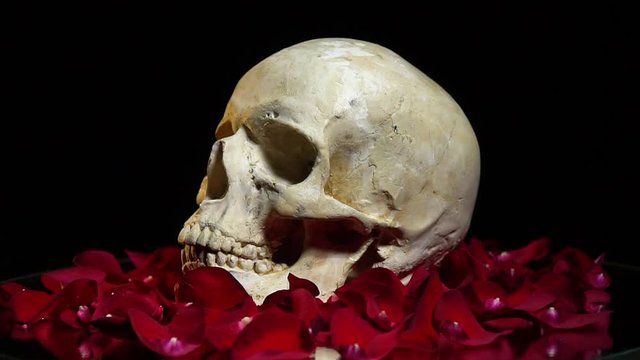 Skull among rose petals
