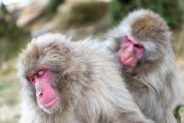 Die Makaken auf dem Mount Arashi