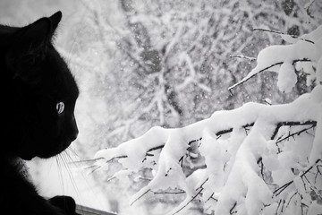 Black cat looking at the winter landscape in the window