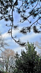 Kiefernzweige als Silhouette vor blauem Winterhimmel