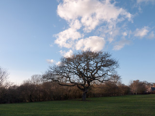 dark tree in field with clouds above, grass below, and blue sky spring