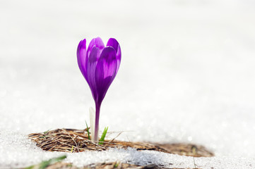 Alone crocus flower in snow on spring meadow closeup
