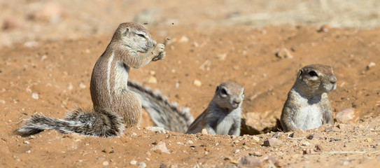 Family of Ground Squirrels carefully come out of their burrow in Kalahari