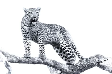 Foto op Plexiglas Panter Artistieke omzetting van een luipaard in grote boom met dikke takken