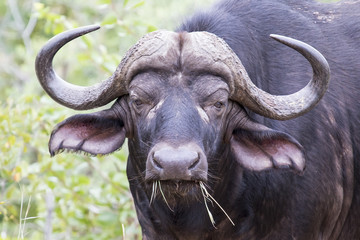 Naklejka premium Portrait close-up of a buffalo chewing on grass looking angry