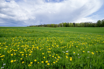 Fototapeta premium Odenwald