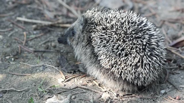 junge igel bei der f&uuml;tterung  young hedgehogs feeding