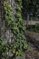 Garden tree with climbing plants