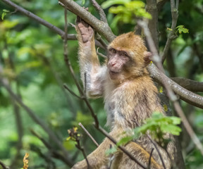 Obraz premium Affe mit genervtem Blick