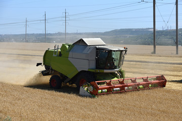 Obraz premium Special technique, combine harvester, cuts unripened wheat in the field