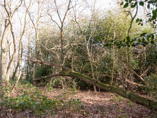 inside forest sunny beam trees green path woodland nature hanging fallen tree bare