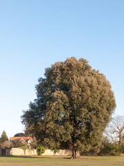 large green tree tall in field park land outside nature