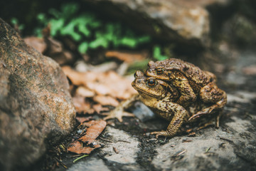 two frogs sitting on the ground near the rock