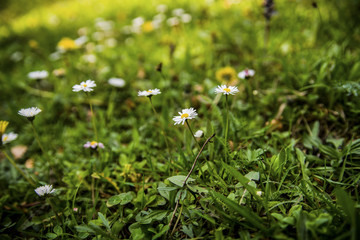 white and yellow flowers field 2