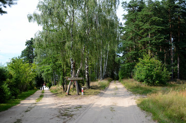Sandy road in the forest