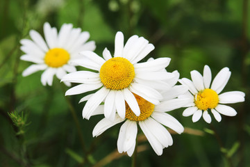 Fototapeta premium Daisy field in summer 