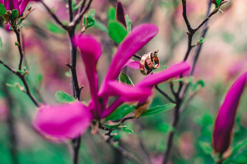bright purple magnolia on branches with rings and green foliage