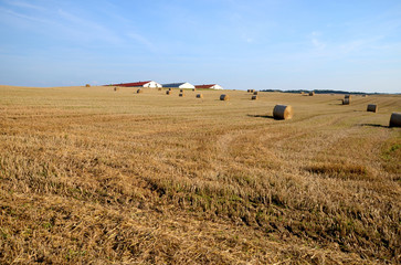 Fototapeta premium A field with straw bales