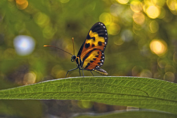 butterfly