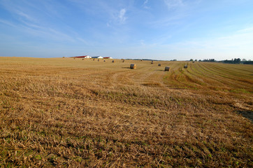 A field with straw bales © Artur Henryk