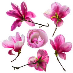 Fototapeta premium Set of magnolia flower blossom isolated on white background. Greeting card template