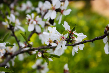 Closeup of a almond tree blooming in Jerusalem Israel 