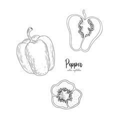 Vector pepper hand drawn illustration in the style of engraving. Detailed vegetarian food drawing. Farm market product. Great for menu, recipes, decoration kitchen items.