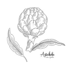 Isolated artichoke. Engraved art. Organic sketched vegetarian objects. Vegetarian food for design menu, recipes, decoration kitchen items.
