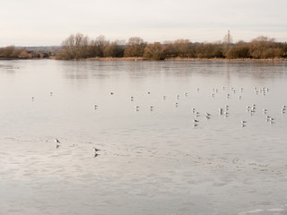 many seagulls resting on sea surface water beach coast cold day spring