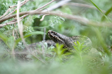 Vipera ursinii or meadow viper