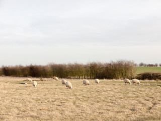 many sheep in farm field open day grass plain spring landscape