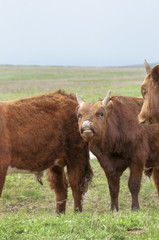 Fototapeta premium Cattle,colloquially cows,are the most common type of large domesticated ungulates. They are a prominent modern member of the subfamily Bovinae, are the most widespread species of the genus Bos taurus.