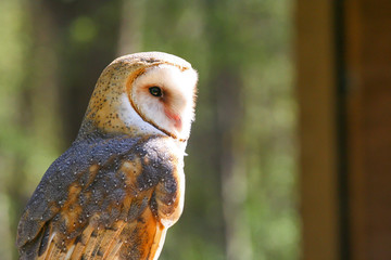 Closeup of a Barn Owl