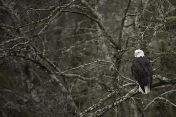 American Bald Eagle