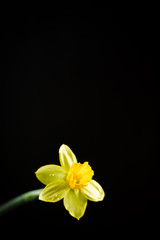 Daffodil or narcissus flower on a black background.