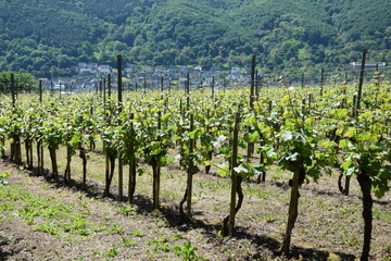 Weinberg bei Winningen an der Mosel