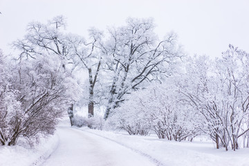 Winter forest. Trees in the snow. Trees in the hoarfrost. Winter. Snow day. Snow falls asleep tree branches.