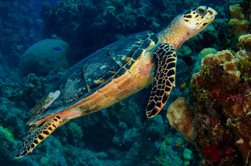 Hawksbill Turtle