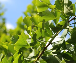 Ginkgo Biloba