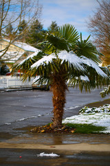 Leavs of Palm Trees Covered with Snow at Early Spring Time Unusual Weather at Portland Oregon USA
