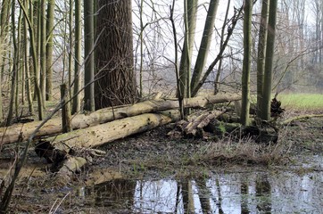 Weg durch die Wildnis