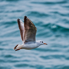 A flying Seagull