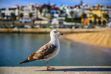 Möwe im Hafen von Cascais; Portugal