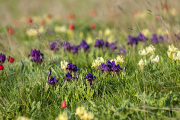Beautiful colorful floral spring landscape, meadow with Tulipa schrenkii and Iris pumila. Rostov nature reserve, Russia. The natural background.