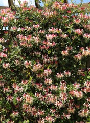 Blooming honeysuckle.