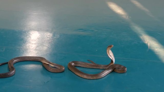 PATTAYA, THAILAND - JANUARY 17, 2018: Snake tamer tames the royal cobras, the common cobra and the pythons in the arena of snake farm