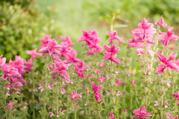 background of flowers salvia