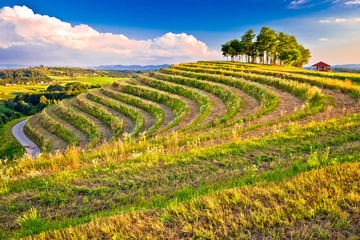 Terraced hill landscape in Medjimurje view