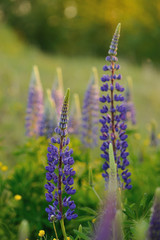 Lupine flowers