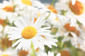 Flowering.  Blooming chamomile field, Chamomile flowers.